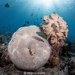 Reef Top by Marco Fierli 